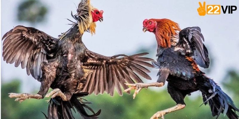 Đá gà cựa sắt trực tiếp hôm nay kịch tính